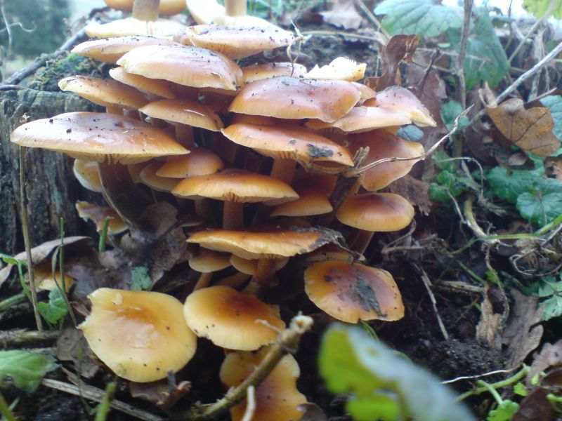 auf dem Rückweg noch mal schnell angehalten, damit die Mahlzeit voll wird!