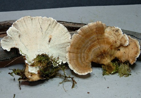 Trametes-spec-10J.jpg