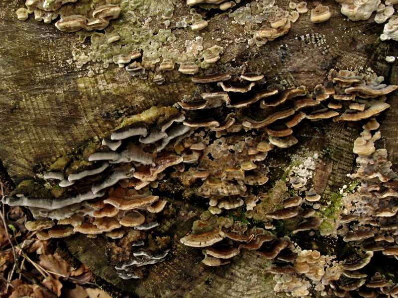 Trametes-versicolor-100331-01xsJ.jpg