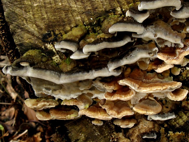 Trametes-versicolor-100331-02xsJ.jpg