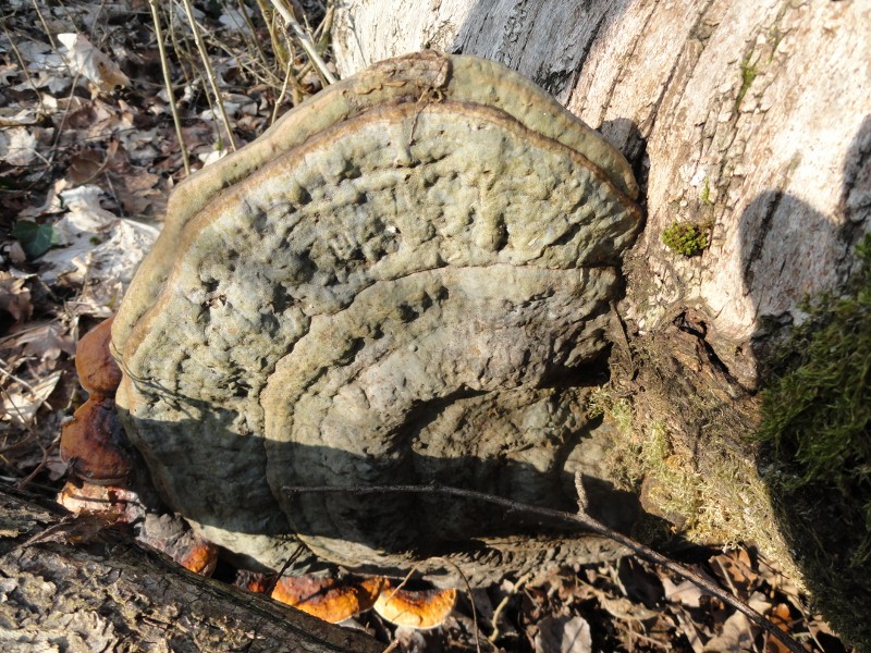 DSC01166 (800x600).jpg