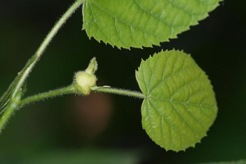 2010-06-17 #5294-f1 Contarinia tiliarum an Tilia platyphyllos.jpg