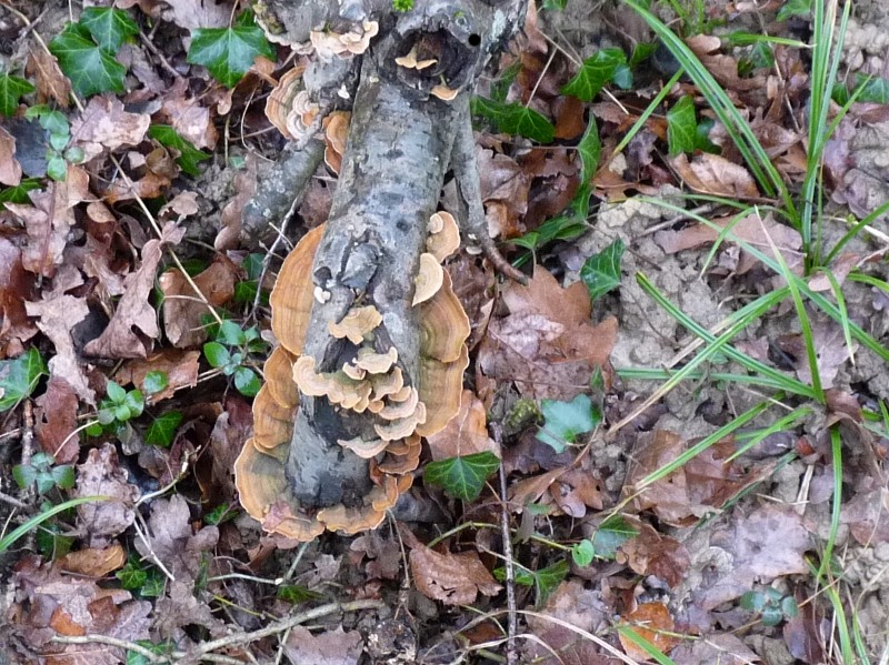 P1020593 scal 800 red. .JPG