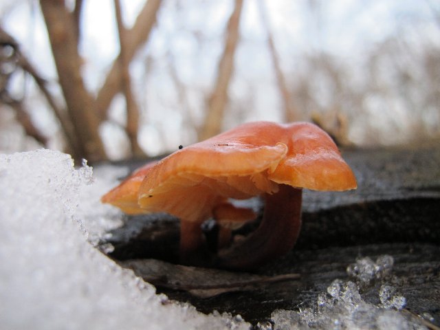Samtfußrüblinge (Flammulina velutipes)