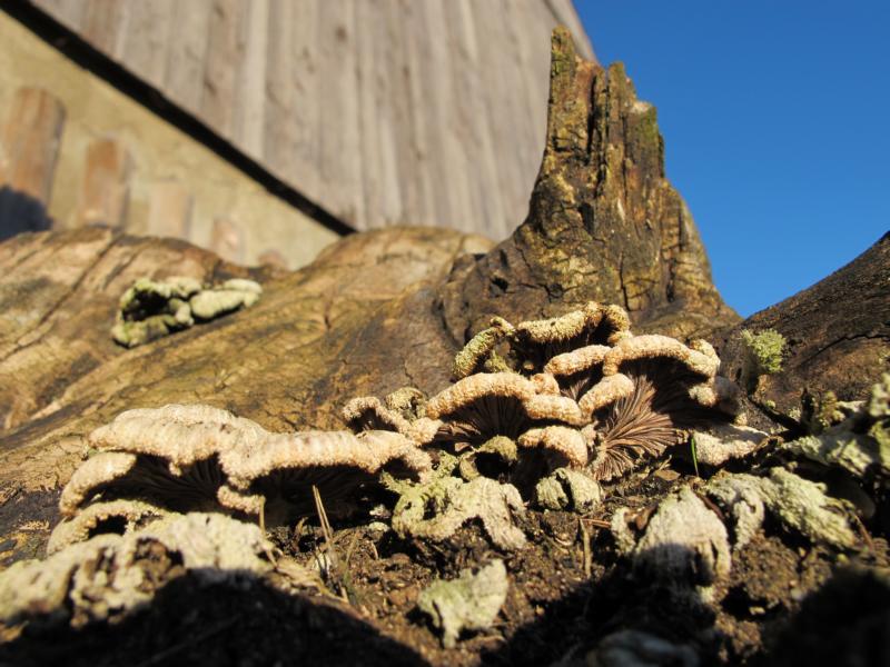Spaltblättling (Schizophyllum commune)