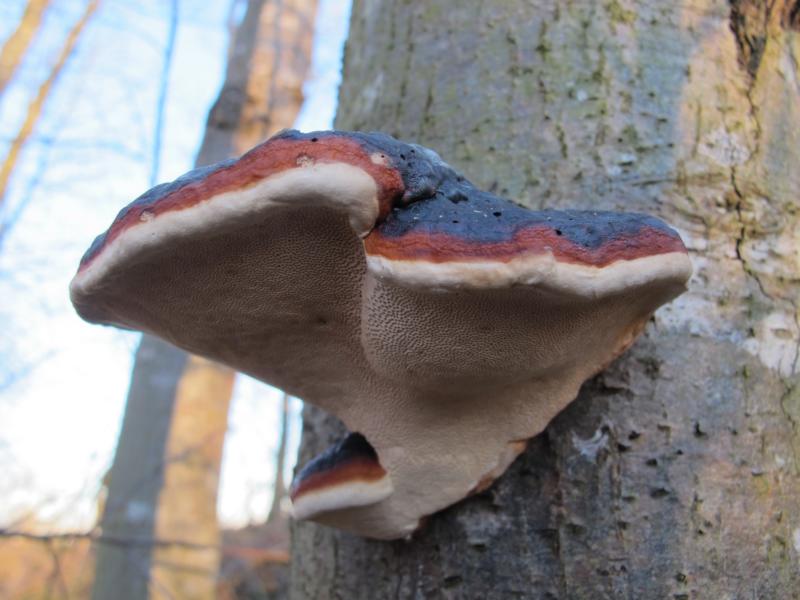 Rotrandiger Baumschwamm (Fomitopsis pinicola)