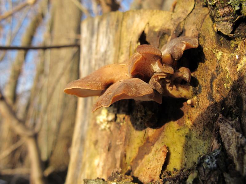 Winterporling (Polyporus brumalis)
