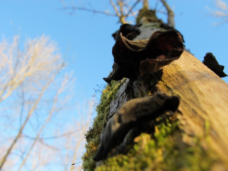 Judasohr (Auricularia auricula-judae)