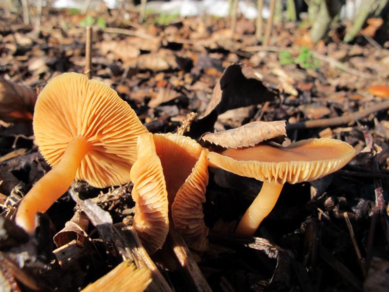 Trompetenschnitzling (Tubaria hiemalis)