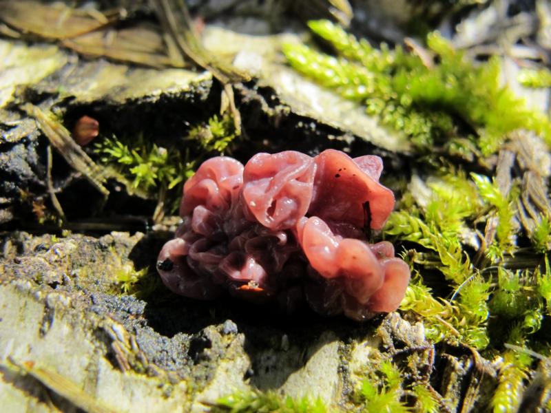 Fleischroter Gallertbecher (Ascocoryne sarcoides)