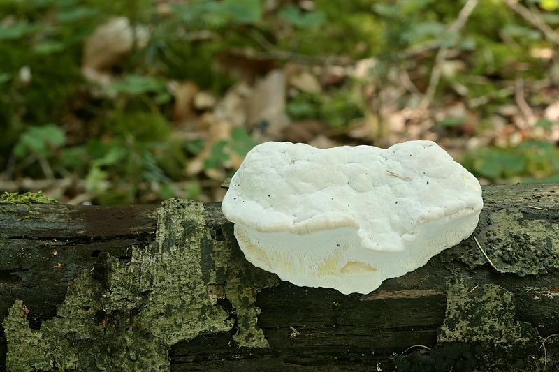 Forum-2010.08.09 Camembert - Frontansicht - Lage 2.jpg