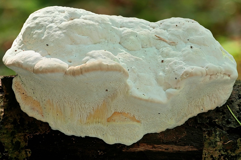 Forum-2010.08.09 Camembert - Frontansicht.jpg