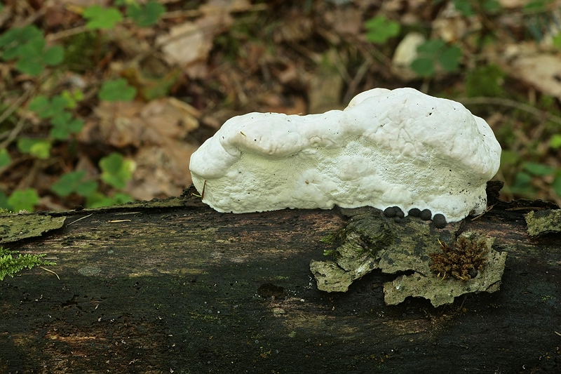 Forum-2010.08.09 Camembert - Hinteransicht.jpg