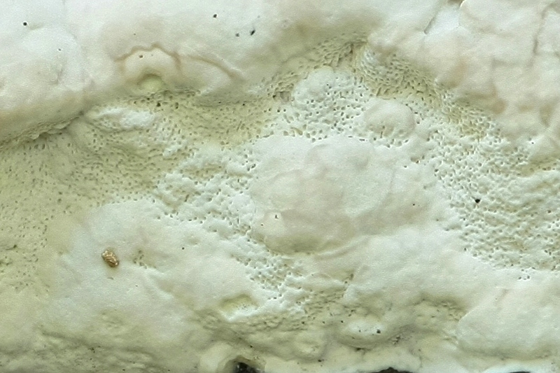 Forum-2010.08.09 Camembert - Hinteransicht - Poren - crop.jpg