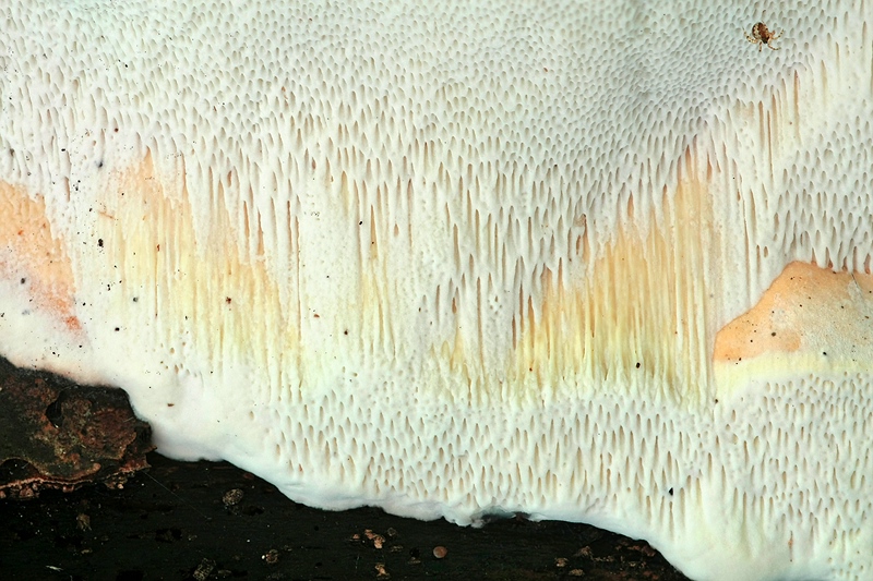 Forum-2010.08.09 Camembert - Poren.jpg