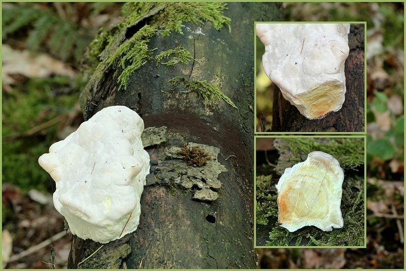 Forum-2010.08.09 Camembert - Schnitt - MIX.jpg