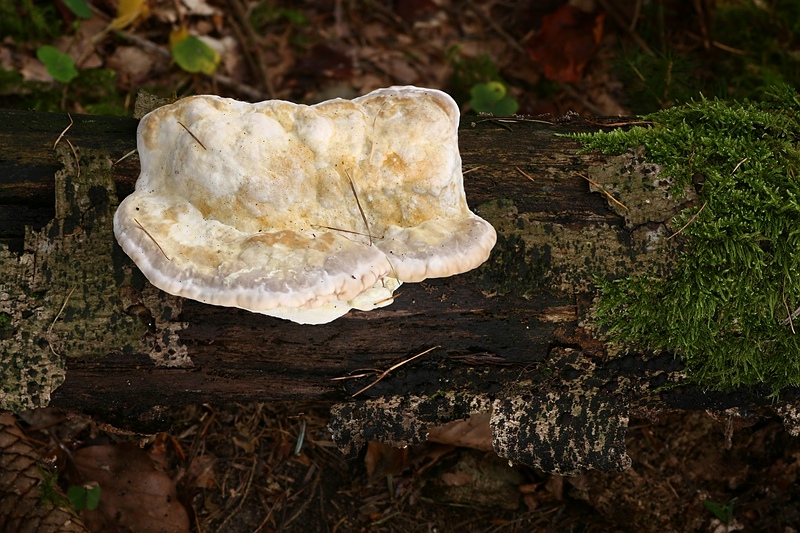 Forum-2010.10.04 Camembert - 2 Monate später.jpg