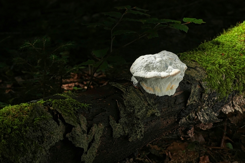 Forum-2010.08.09 Camembert.jpg