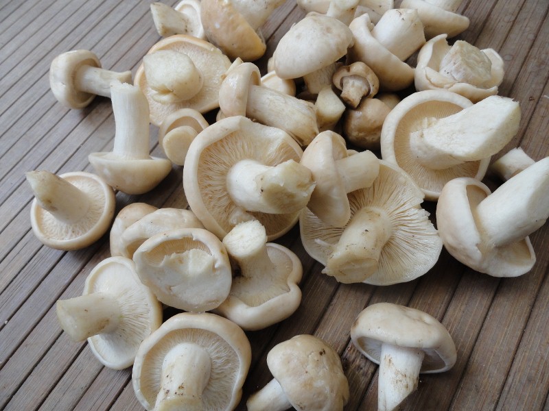 DSC01398 (800x600).jpg