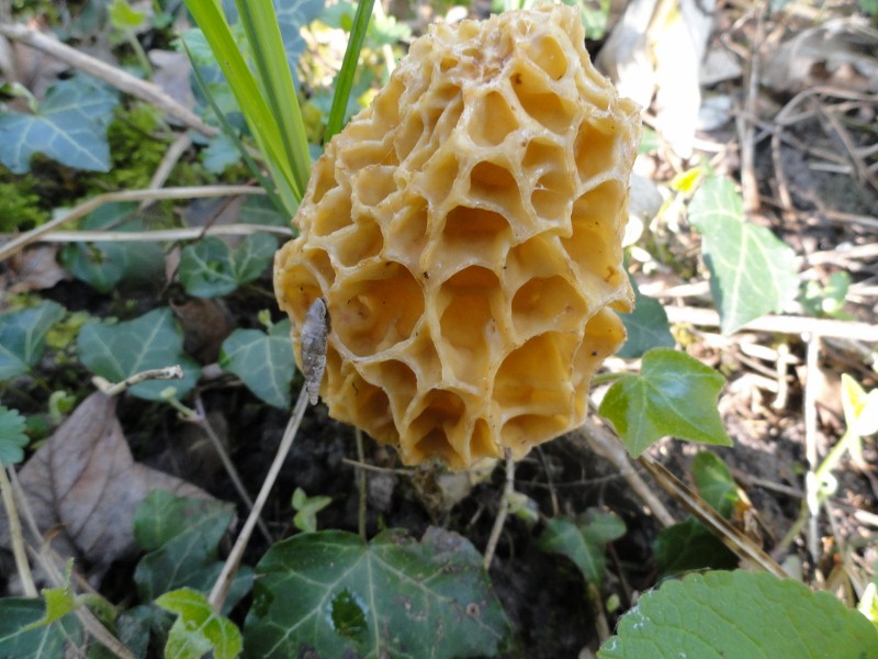 DSC01429 (800x600).jpg