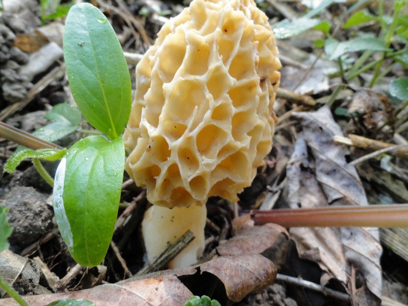 DSC01430 (800x600).jpg