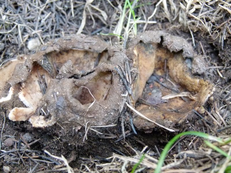 Zedern-Sandborstling 1 F.jpg