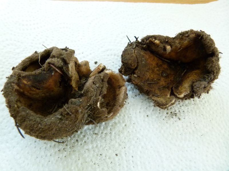 Zedern-Sandborstling 2 F.jpg