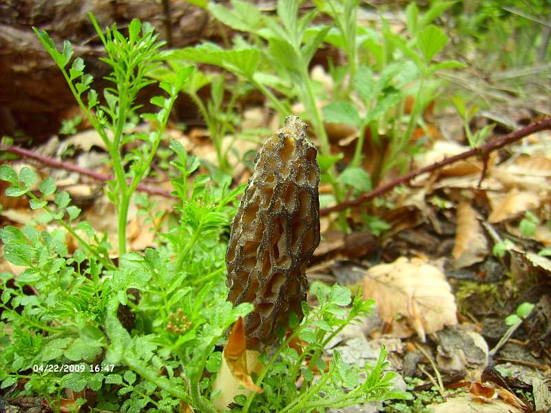 Fundstelle 4 003.jpg