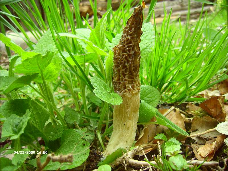 Fundstelle 4 007.jpg