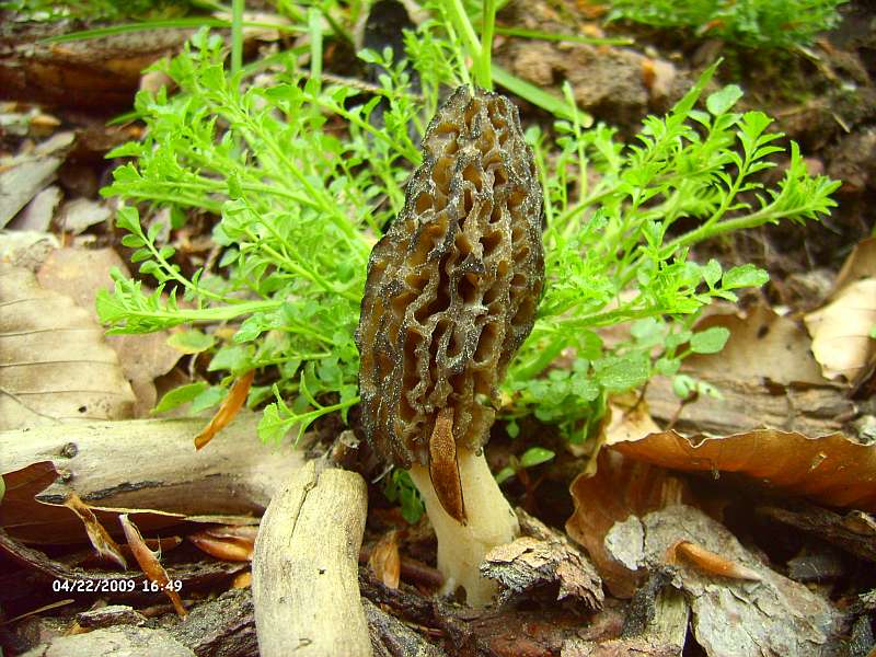 Fundstelle 4 008.jpg