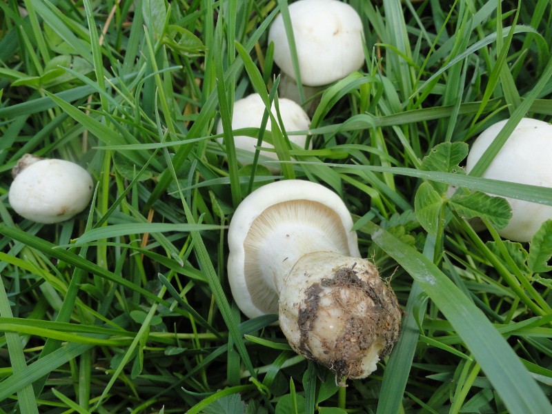 DSC01401 (800x600).jpg