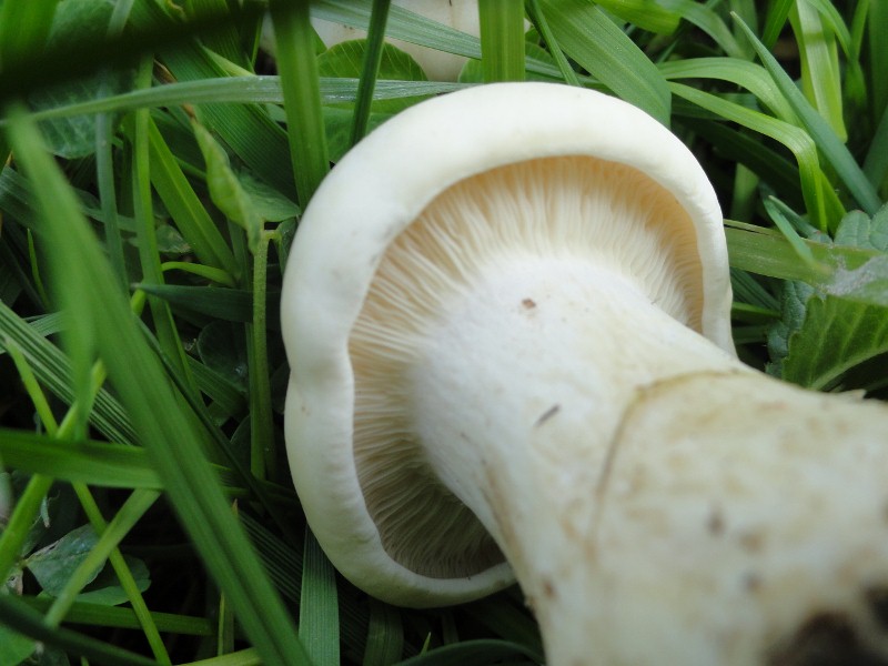 DSC01402 (800x600).jpg