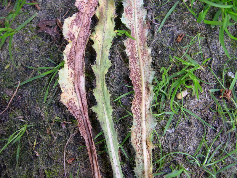 3-Puccinia punctiformis-II-a.JPG