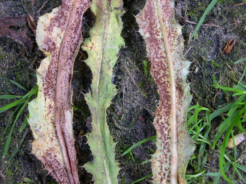 3-Puccinia punctiformis-II-b.JPG
