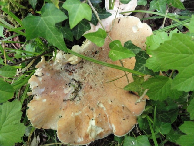 DSC01518 (640x480).jpg