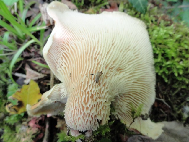 DSC01520 (640x480).jpg