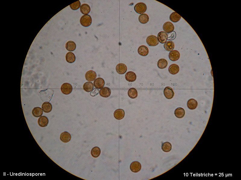3-Puccinia punctiformis-II-M2-Cirsium arvense.JPG