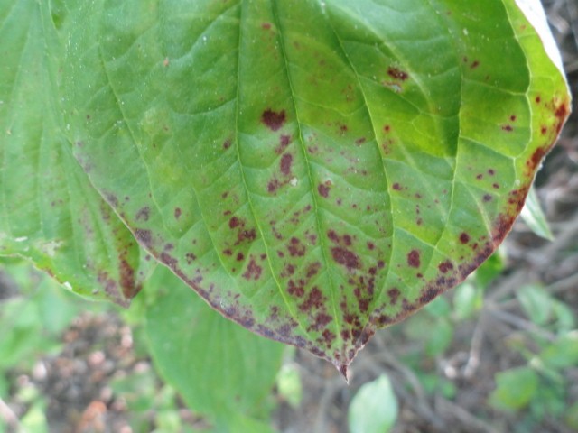 DSC01476 (640x480).jpg