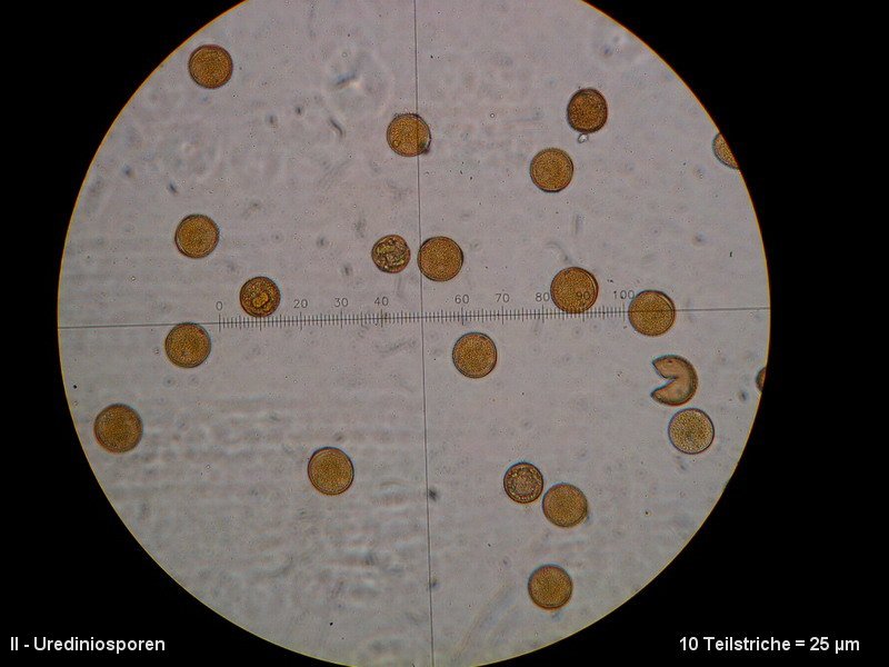 3-Puccinia punctiformis-II-M3-Cirsium arvense.JPG