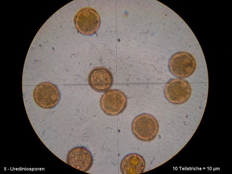 3-Puccinia punctiformis-II-M4-Cirsium arvense.JPG