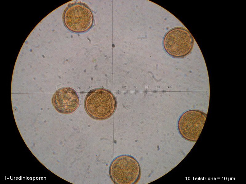3-Puccinia punctiformis-II-M5-Cirsium arvense.JPG