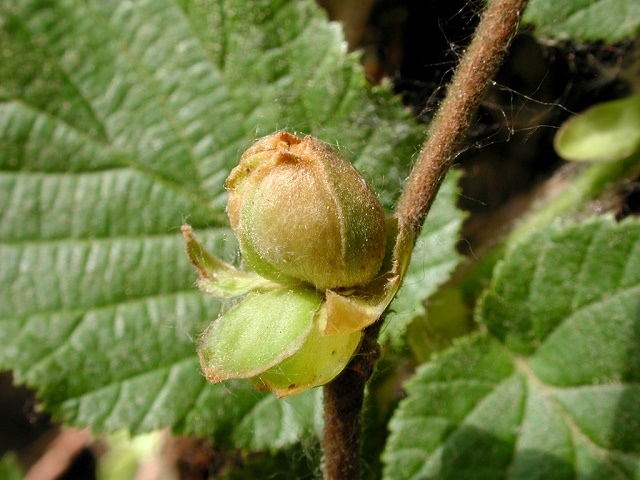 Haselnussgallmilbe.jpg