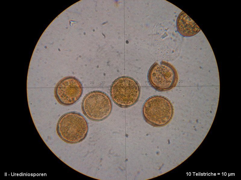 3-Puccinia punctiformis-II-M6-Cirsium arvense.JPG