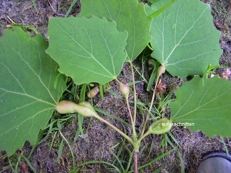 Galle auf Populus tremula.JPG