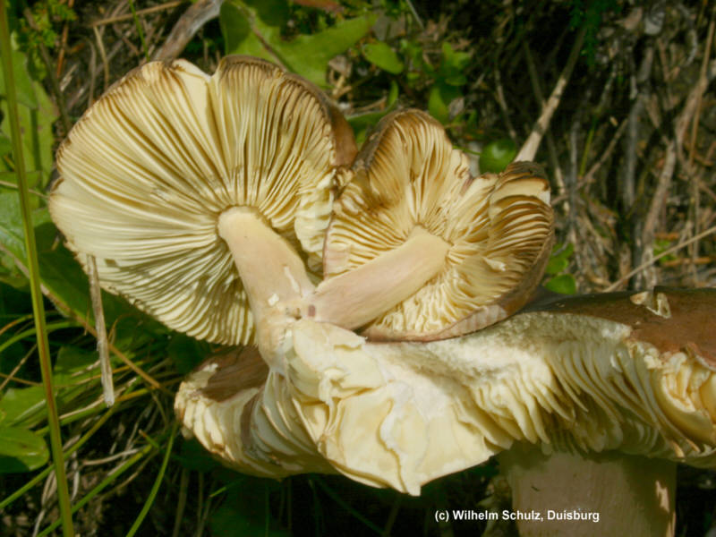 Russula olivacea (2)_WS.jpg