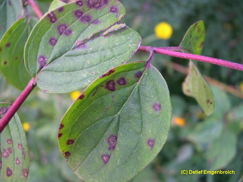5-Septoria cornicola-3.0.0.0.417.19a.JPG
