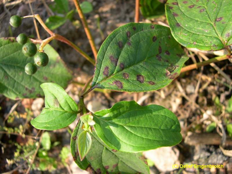 5-Septoria cornicola-3.0.0.0.417.19b.JPG