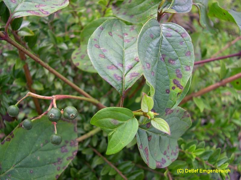 5-Septoria cornicola-3.0.0.0.417.19c.JPG