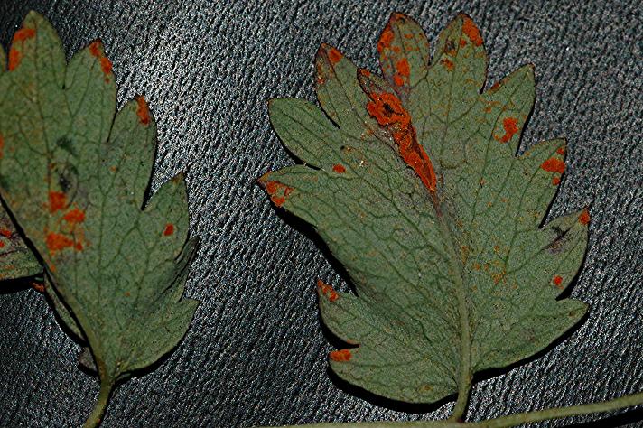 DSC_5468 Ausschnitt, Schärfe 30 %.JPG