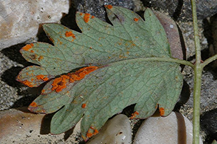 DSC_5476 Ausschnitt, Schärfe 35 %.JPG